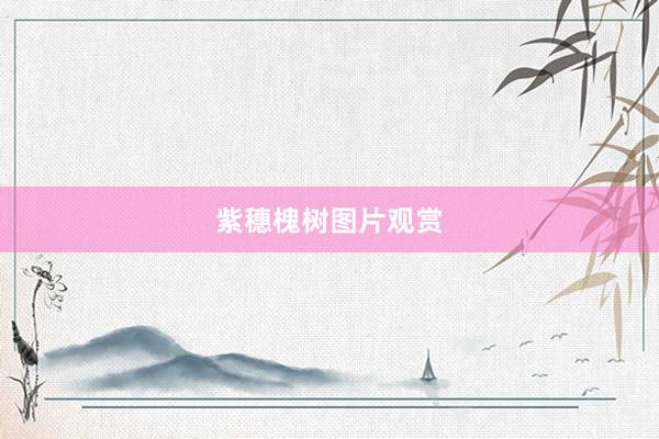 紫穗槐树图片观赏